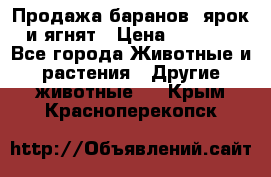 Продажа баранов, ярок и ягнят › Цена ­ 3 500 - Все города Животные и растения » Другие животные   . Крым,Красноперекопск